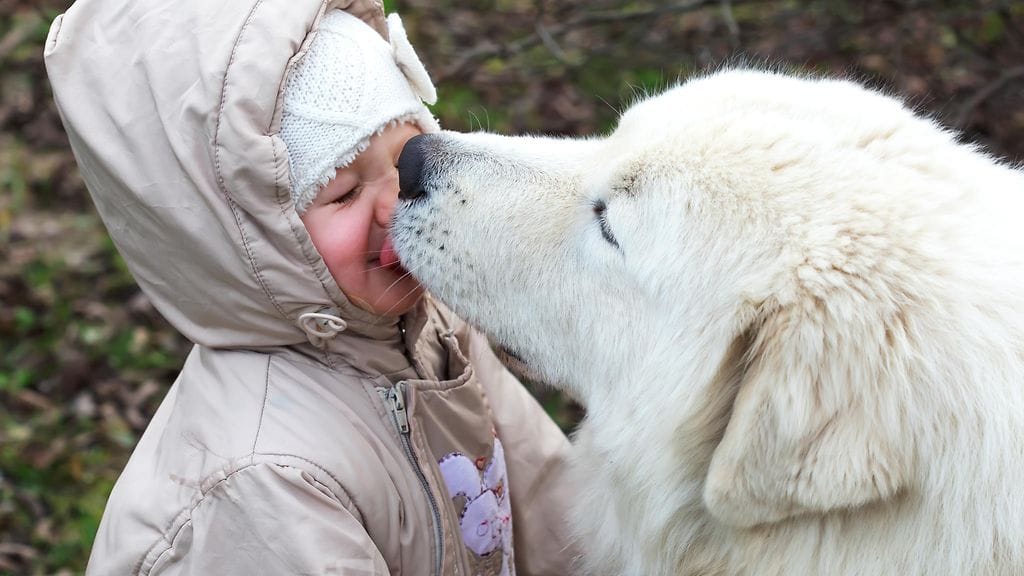 Koirien suussa elävät bakteerit voivat olla vaarallisia pienille vauvoille.
