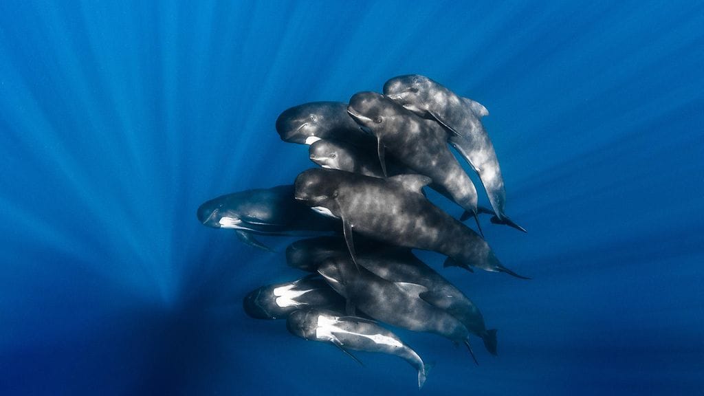 Italialaisen valokuvaajan Davide Loprestin otos pallopäävalaista.