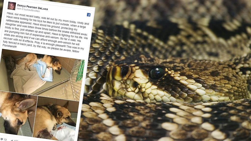 Kuvituskuva, kuvakaappaus Facebookista