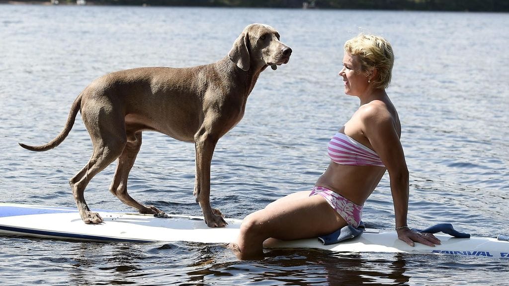 Hellepäiviä on ollut jo yhtä paljon kuin viime kesänä yhteensä. Marjo Nukari ja weimarinseisoja Max nauttivat aurinkoisesta säästä Kouvolan Vuohijärvellä 26. kesäkuuta 2016.