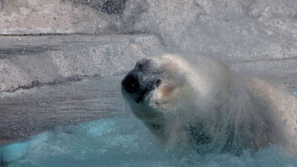 Arturo ei ole ollut ainoa Argentiinan jääkarhu, jonka elinoloista on noussut kohua. Kuvassa Buenos Airesin eläintarhan Winner-jääkarhu, joka menehtyi lämpöaallon seurauksena vuonna 2012.