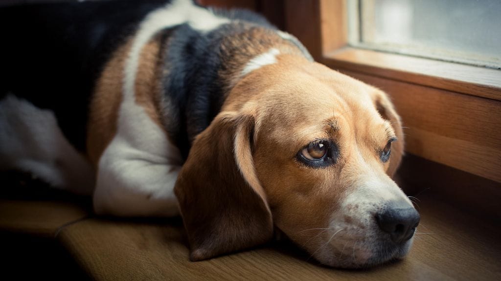 Tutkimus on nyt selvittänyt, odottavatko koirat yhtä paljon sinun näkemistä kuin sinä heidän.