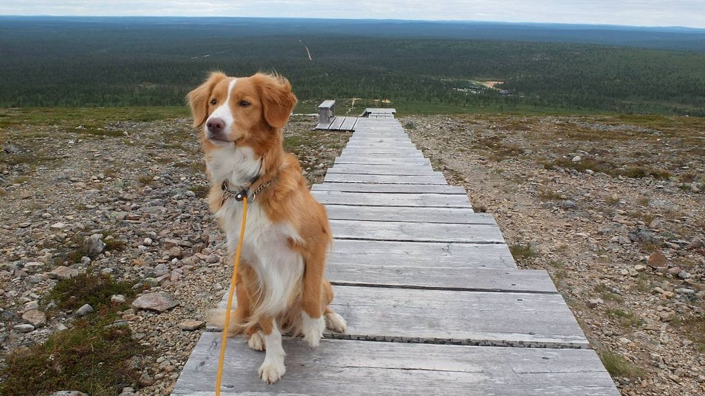 Malla on matkaillut enimmäkseen Pohjois-Suomessa, mutta sen kanssa on käyty myös Norjassa ja Virossa. (Kuvaaja: Tiina Huovinen)