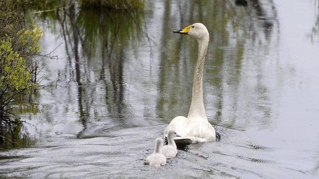 Laulujoutsen, linnut, laulujoutsenet