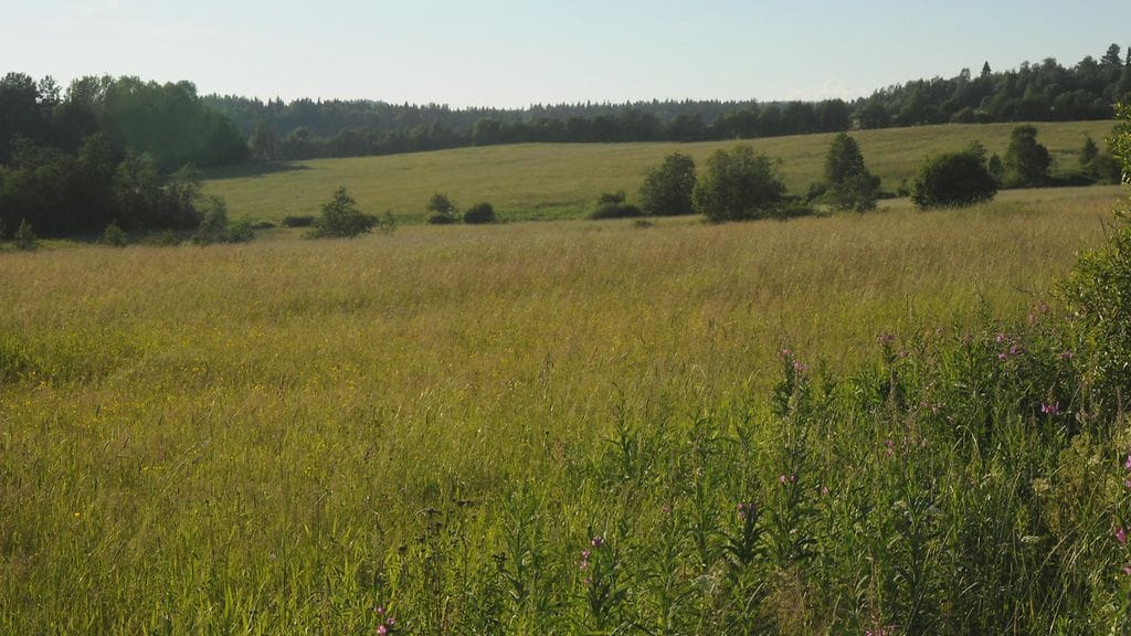Venäjän Karjala, linnut, niitty