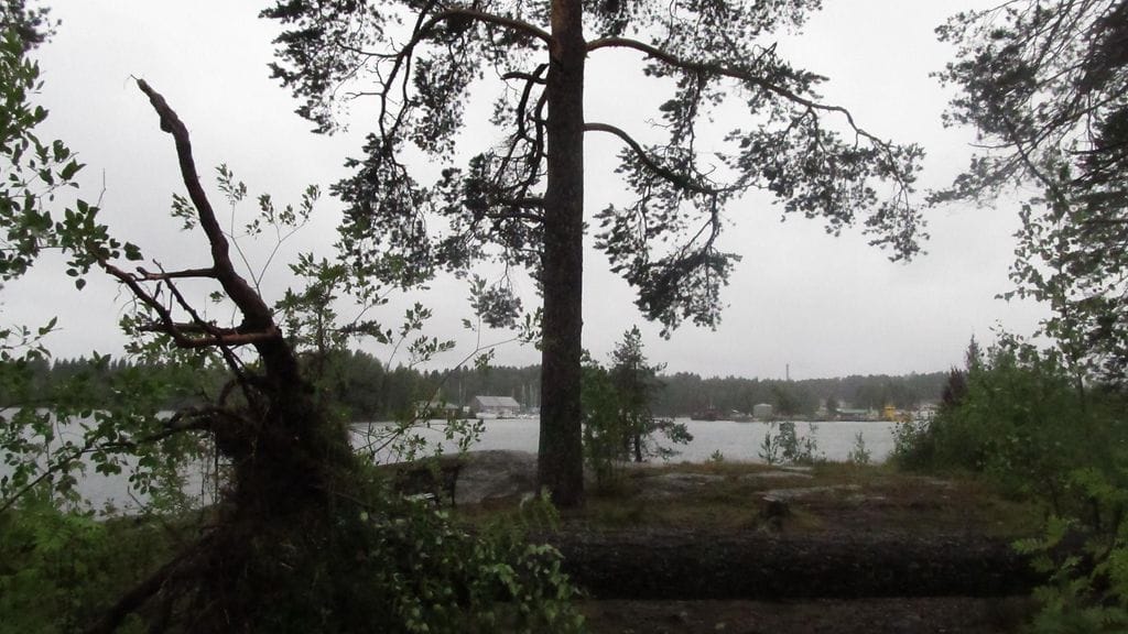 Ukkosmyrsky kaatoi useita isoja mäntyjä Savonlinnassa 4. heinäkuuta 2016. Lukijan kuvaa.