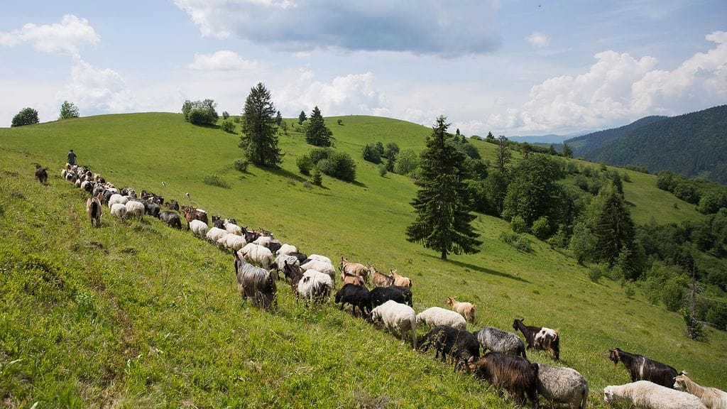 Ranskalaisfarmarit vaativat karhujen hävittämistä vuoristoalueelta Pyreneillä sen jälkeen kun 125 lammasta menehtyi paettuaan karhua rotkoon. Kuvituskuva, kuvan lampaat ja vuohet eivät ole tapahtumapaikalta.