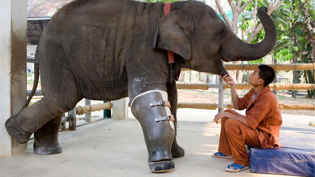 Mosha-elefantti sai proteesin ollessaan vasta seitsemän kuukauden ikäinen.