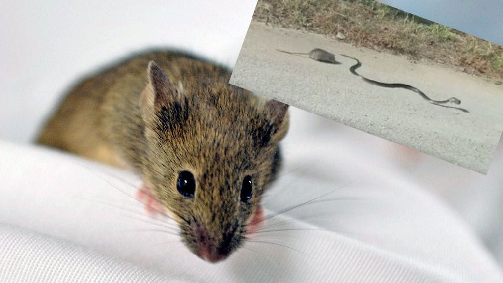 Kuva: EPA, kuvakaappaus Rojas Montecinos Evyn Facebook-sivut