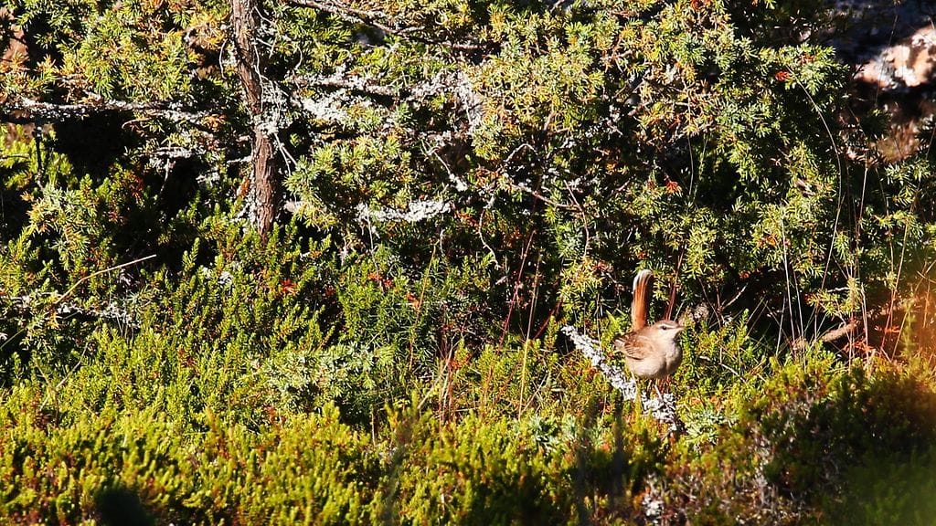 Ruostepyrstö tavattiin Suomessa viimeksi toukokuussa 1995 Pyhtäällä.