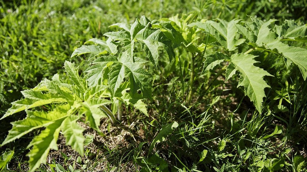 Jättiputken lehtiä Vantaalla 17. heinäkuuta 2014.