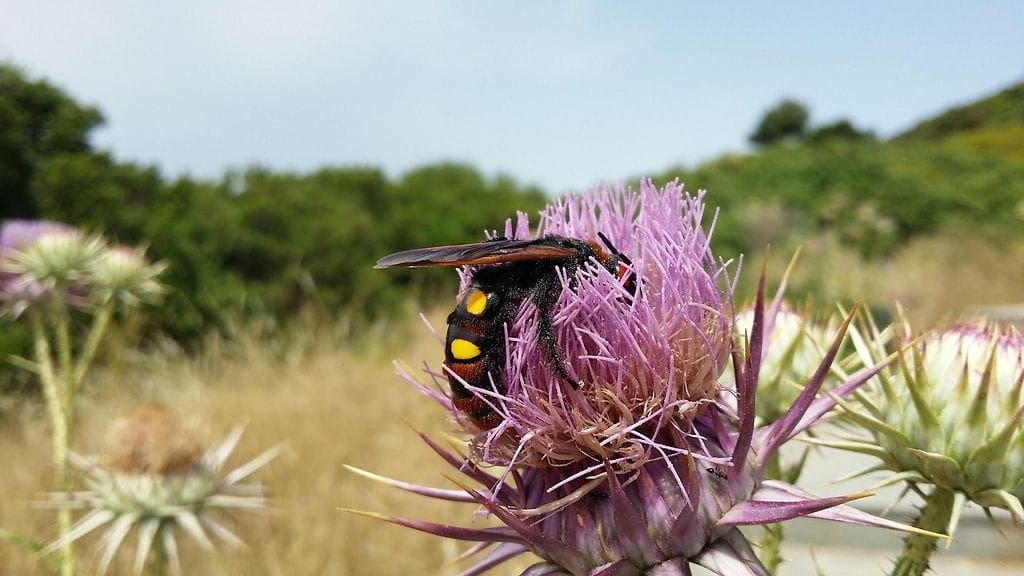 Tämä puukkopistiäinen herätti kauhua suomalaisturisteissa Rodoksella.