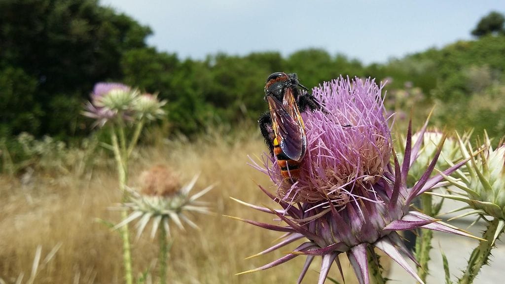 puukkopistiäinen rodos