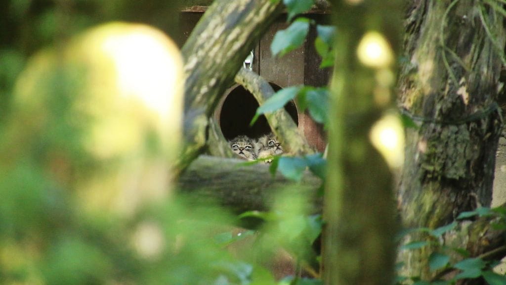 Toivotut pennut ovat vasta kahden kuukauden ikäisiä.