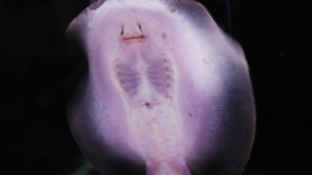 Kuvituskuvassa meressä asusteleva keihäsrausku.