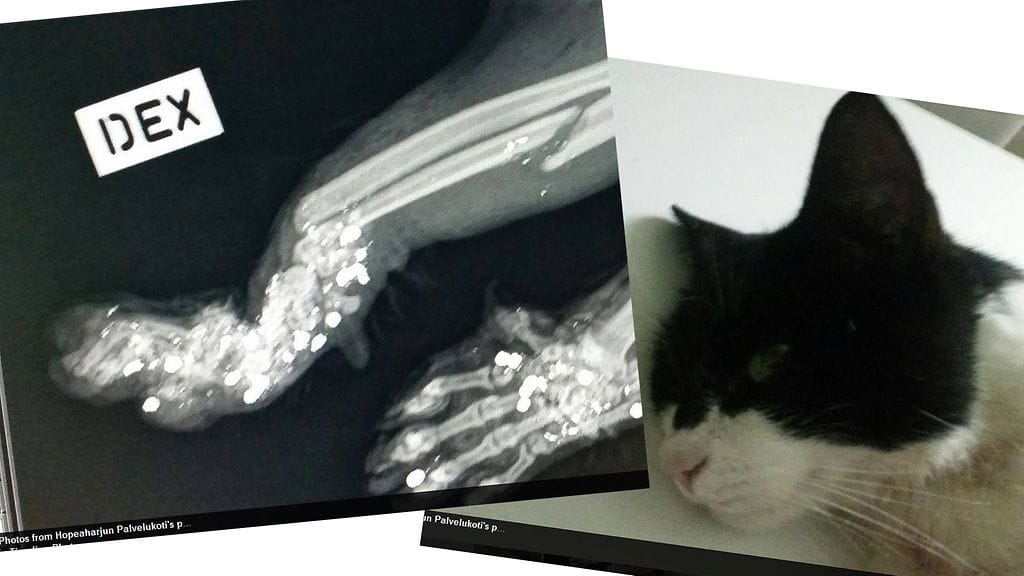 5,5-vuotias Zorro-kissa jouduttiin lopettamaan, kun sitä oli ammuttu haulikolla etutassuihin. Kuvakaappaukset Facebookista.