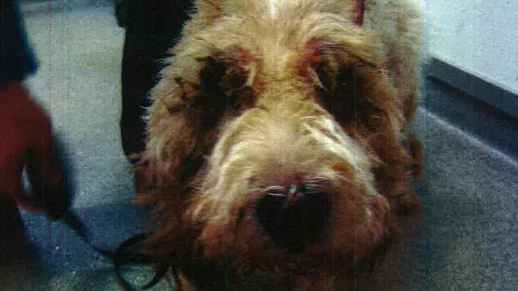 Eläinlääkäri joutui lopettamaan sairaan Nero-koiran.