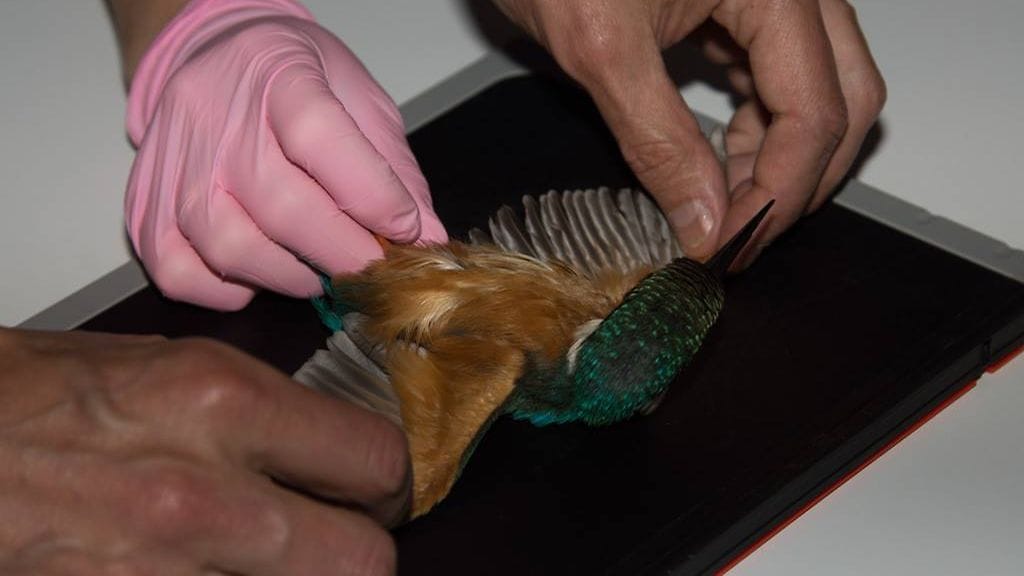 Heinolan Lintutarha kuvasi kuningaskalastajan siivet eläinlääkärin röntgenissä.