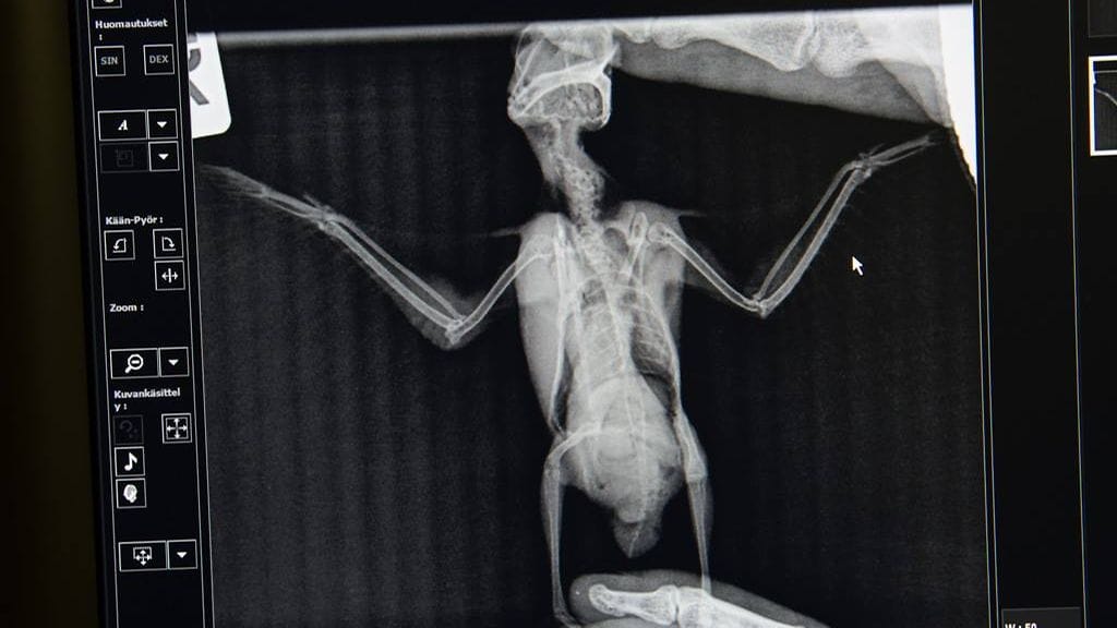 KUNKKU2 kuningaskalastaja