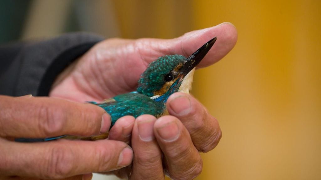 kunkku3 kuningaskalastaja