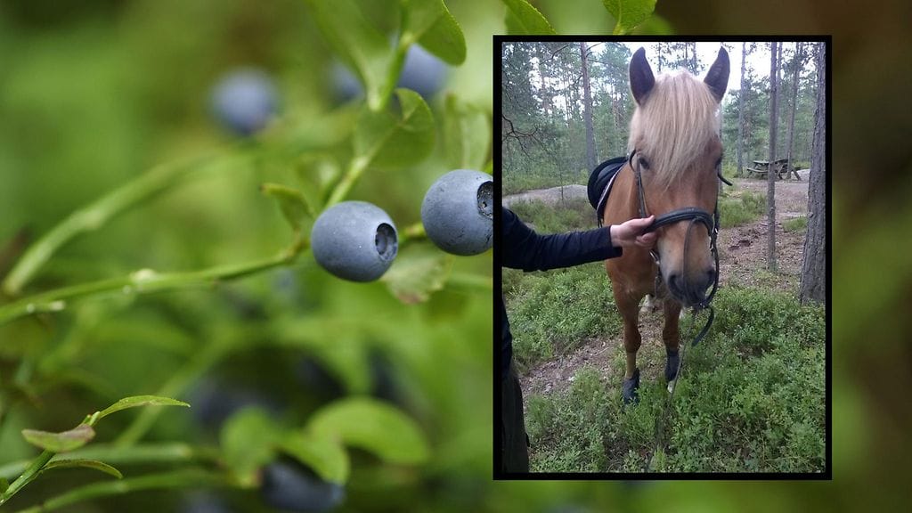 Pähkinä löytyi Nuuksion metsästä, suu mustikassa.