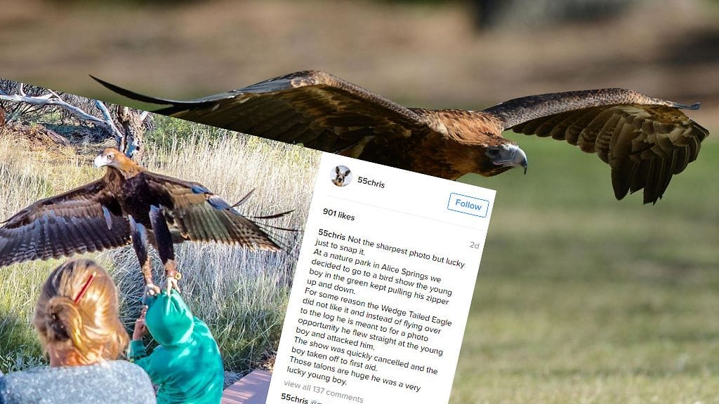 Kotka yritti napata kiinni pojasta.