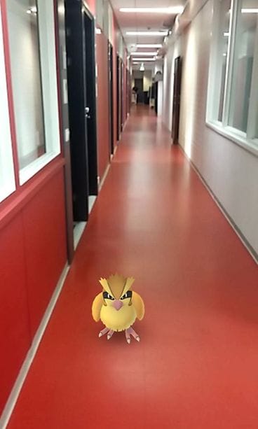 pokemon_pidgey2