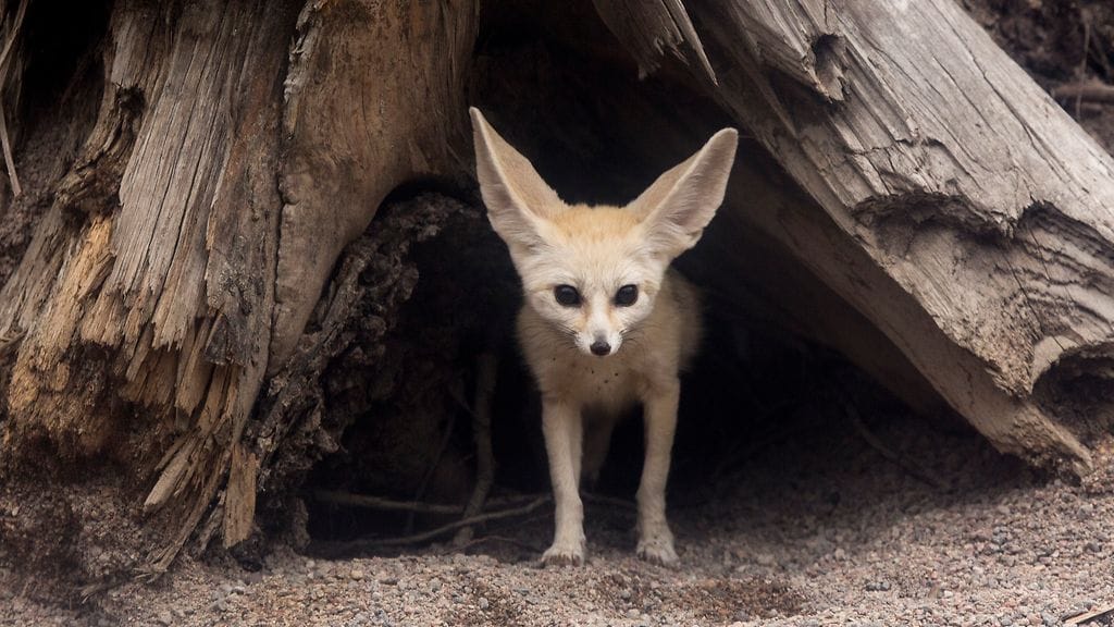 korkeasaari aavikkokettu