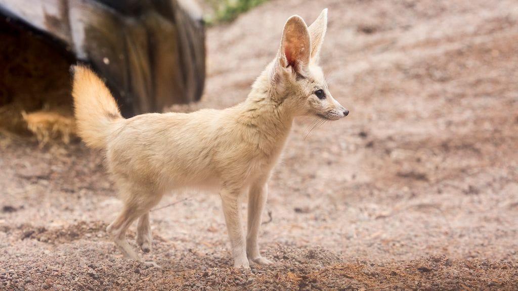 aavikkokettu korkeasaari