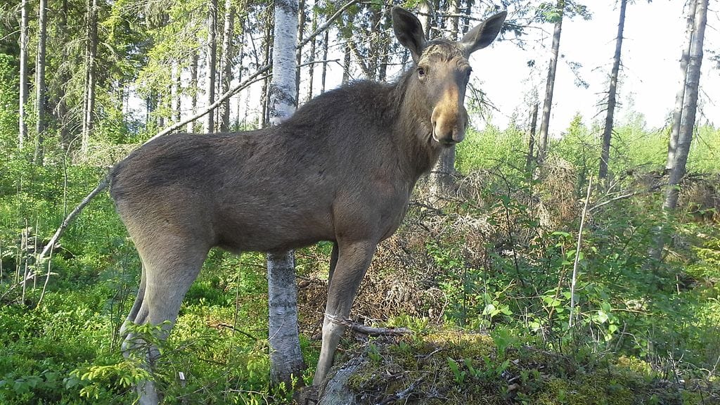 Orpo Mervi-hirvi on kasvanut jo lähes aikuisen hirven mittoihin.