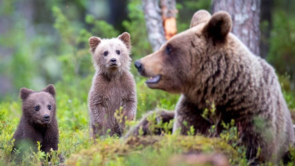 Luontokuvaaja Tuomo Björkstenin kameraan osuneet karhunpennut vaikuttivat kuvaajan mukaan silminnähden tyytyväisiltä uusiin kiipeilytaitoihinsa.
