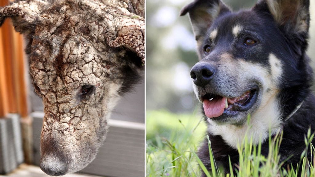 Petran iho on nyt kunnossa ja se on iloinen, vaikkakin ujo.