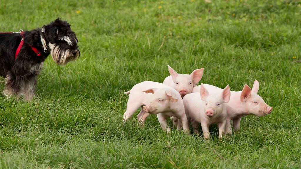Koiran äidinvaistot heräsivät välittömästi pikkupossut nähtyään.