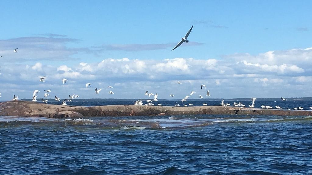 Räyskä, räyskät, linnut, räyskäluoto