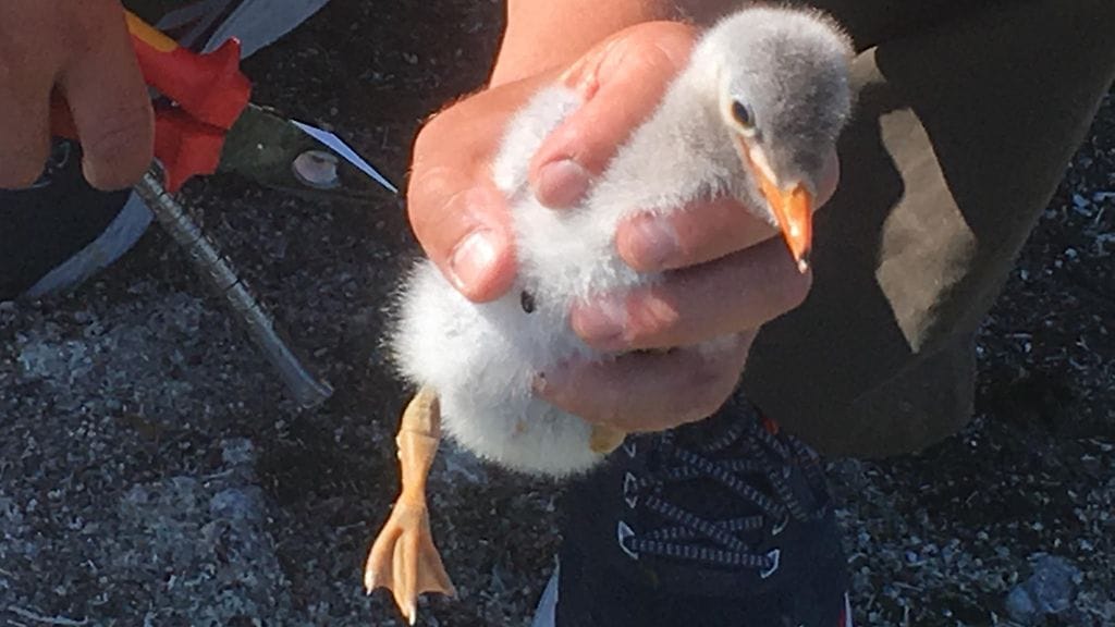 Räyskä, räyskät, linnut, linnunpoikanen