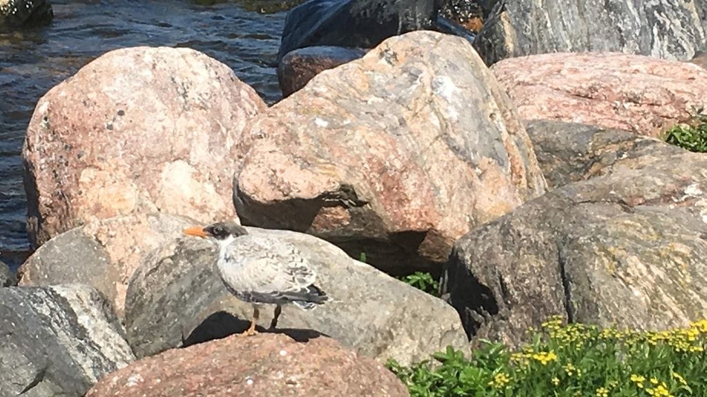 Räyskä, räyskät, linnut, linnunpoikanen, räyskäluoto