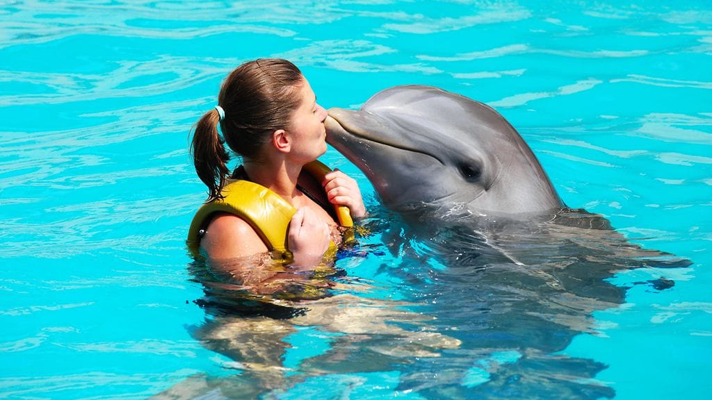 Useat järjestöt ovat huolissaan turistikohteissa elävien delfiinien kunnosta.