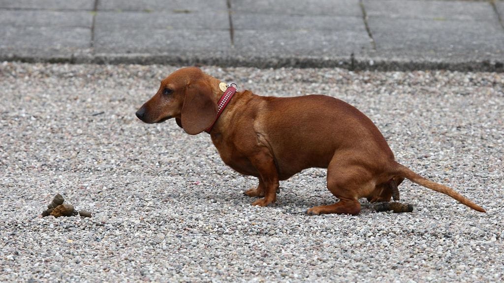 Tanskan mäyräkoira kakkii
