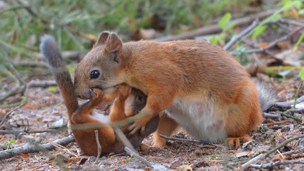 Ihmiset ja eläimet voivat kantaa samoja taudinaiheuttajia.