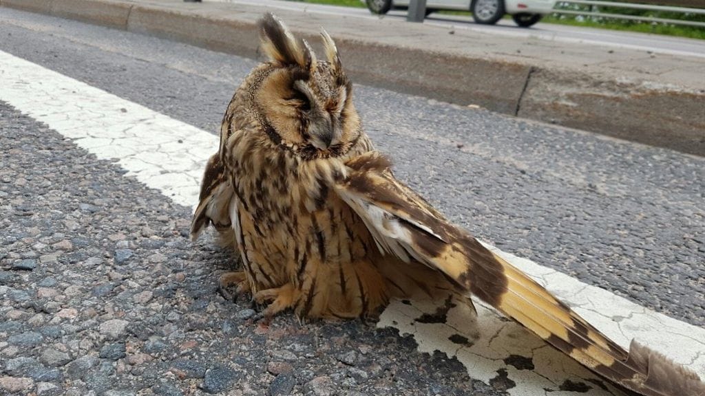 Helsingin poliisi pelasti pöllähtäneen pöllön Länsiväylältä eilen aamupäivällä.