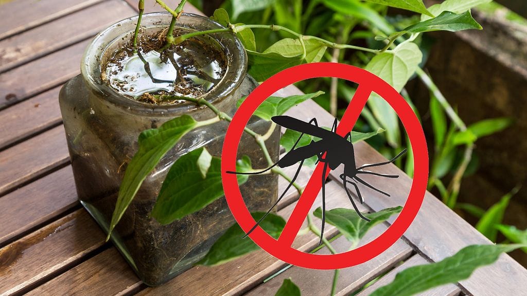 Hyttyset munivat mielellään kosteisiin paikkoihin, kuten kukkaruukkuihin.