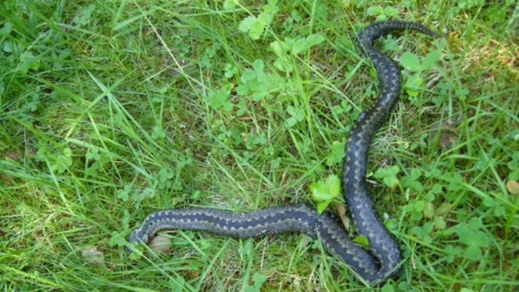 Kyy makasi maassa, kun mies yritti nostaa sen pois