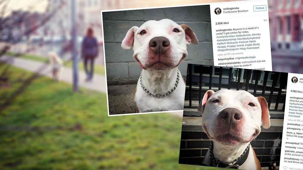 Hylätystä koirasta kuoriutui maailman onnellisin koira uuden omistajansa ansiosta.