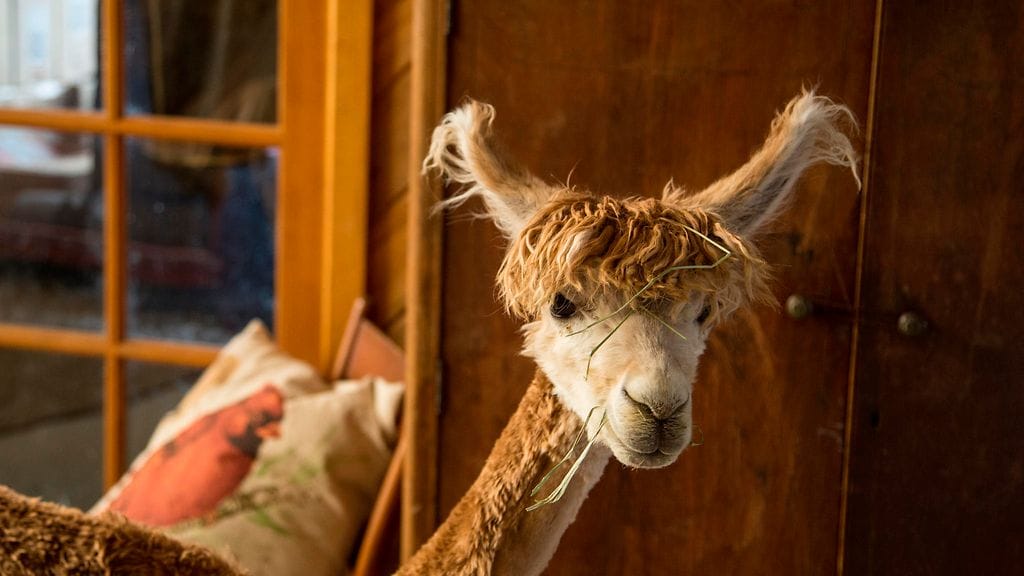 Cody-alpakka