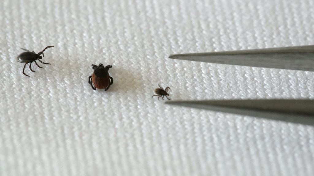 Punkin saa irrotettua punkkipihdeillä.