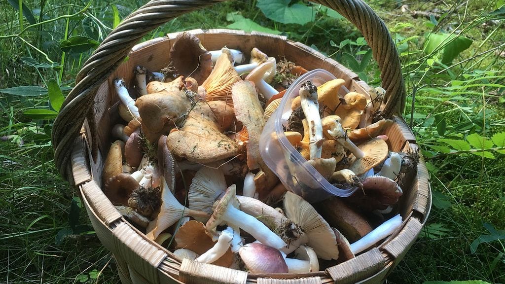 Sienikoria täyttäessä on hyvä tunnistaa kaikki poimimansa sienet.