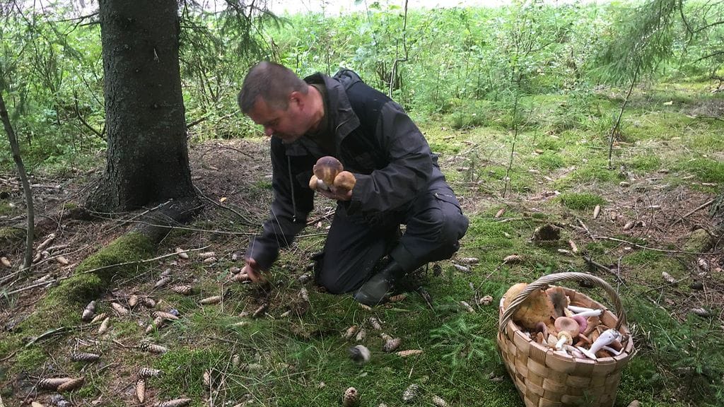 Tero Taipaleen sienikori täyttyy nopeasti loviisalaisessa metsikössä.