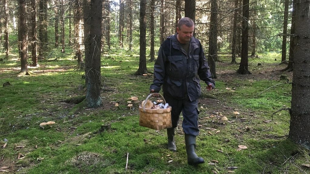 Sienestys, sienestäjä, metsä