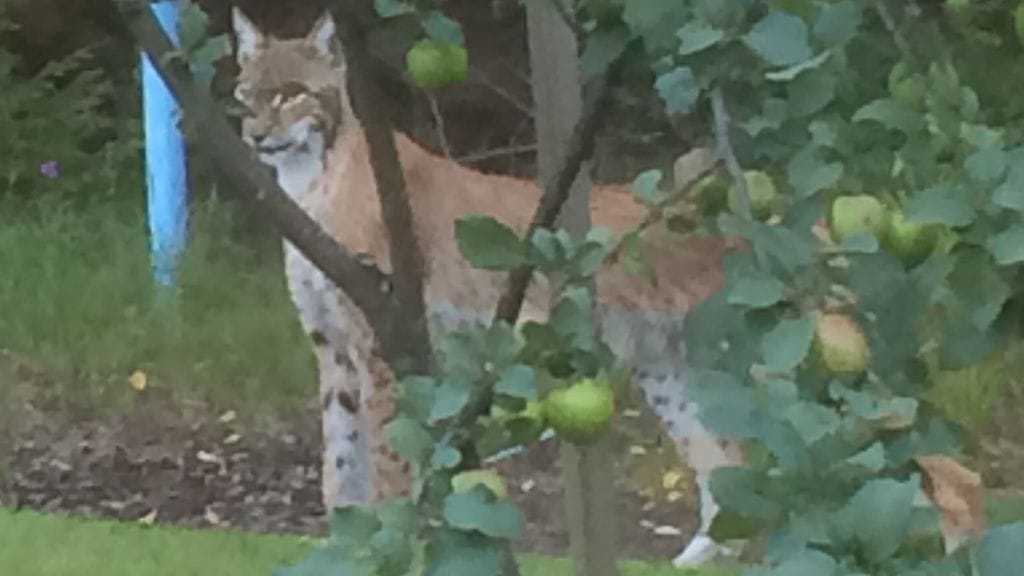 Kouvolalaisnainen kuvasi ilveksen takapihallaan eilen iltakahdeksalta. Eläin viipyi pihalla useita minuutteja.