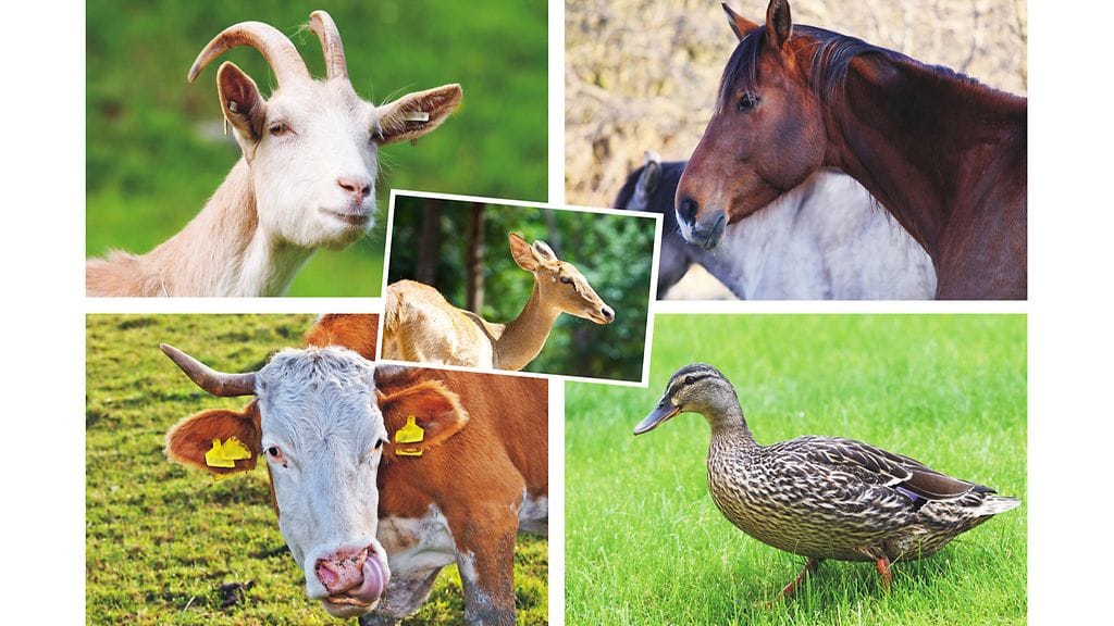 Tutkimuksen mukaan maatilan eläimet soveltuvat hyvin lemmikeiksi.